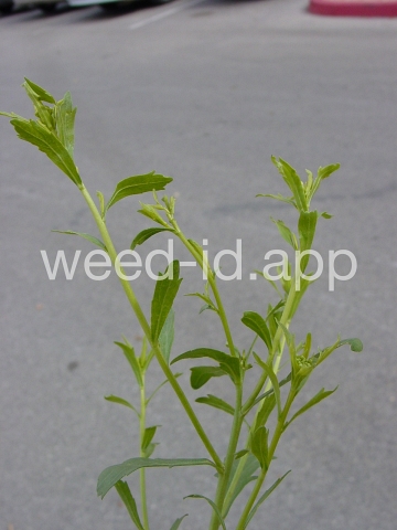 pepperweed, sand